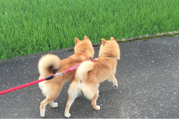 仲良し柴犬親子“たま＆ミケ”