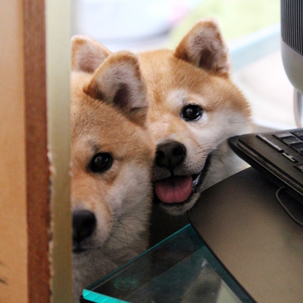 仲良し柴犬親子“たま＆ミケ”