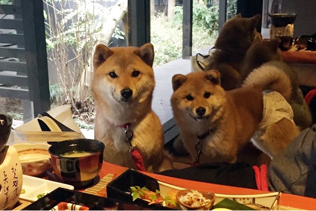 仲良し柴犬親子“たま＆ミケ”