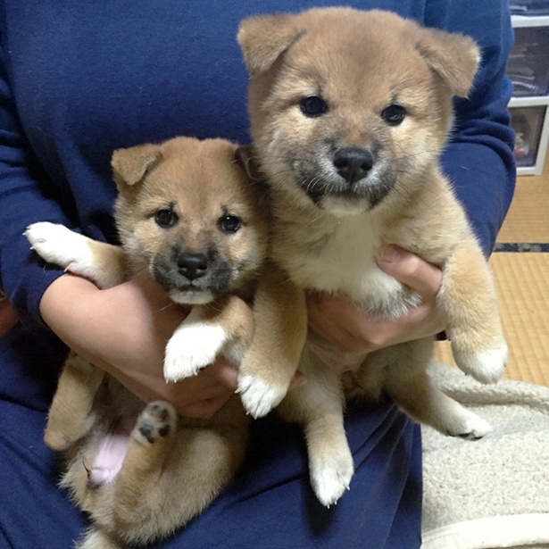 画像25 40 写真特集 大人気 柴犬親子 たま ミケ の愛らしい仲良しショット全40枚 ウォーカープラス