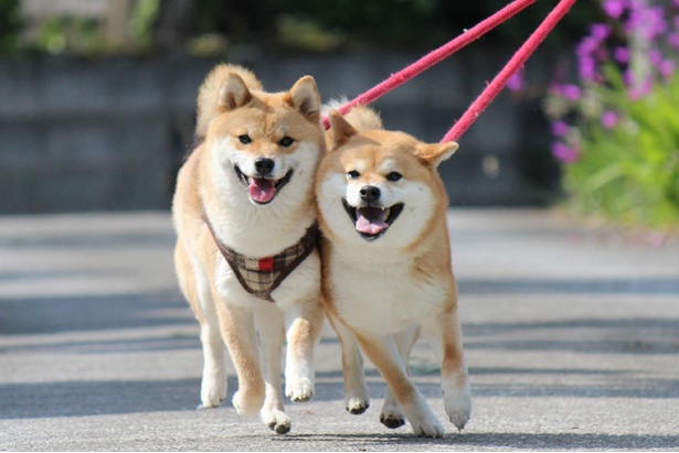仲良し柴犬親子“たま＆ミケ”
