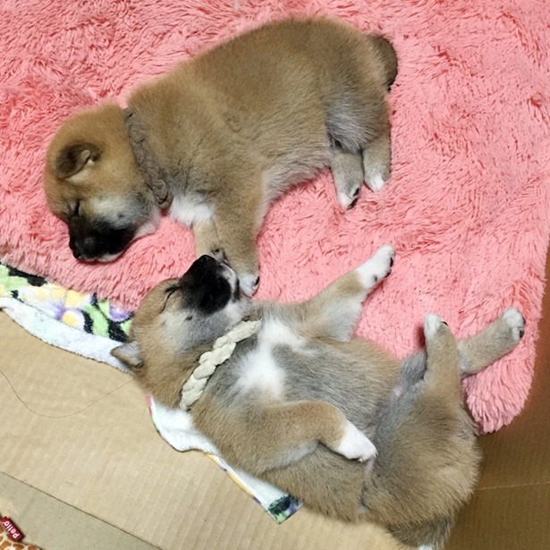 仲良し柴犬親子“たま＆ミケ”