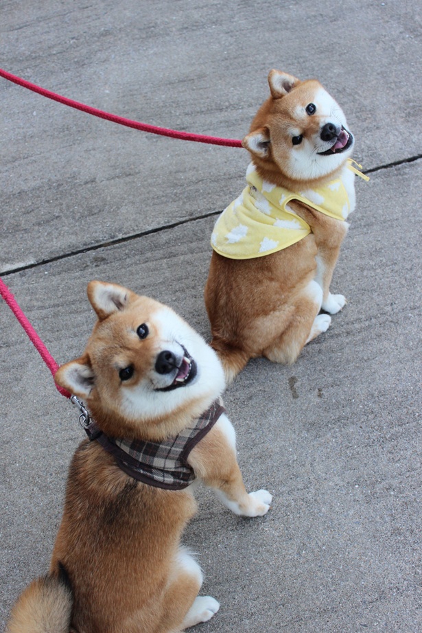 仲良し柴犬親子“たま＆ミケ”
