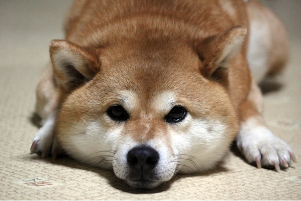 仲良し柴犬親子“たま＆ミケ”