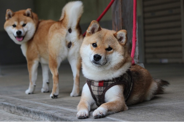 画像31 40 写真特集 大人気 柴犬親子 たま ミケ の愛らしい仲良しショット全40枚 ウォーカープラス