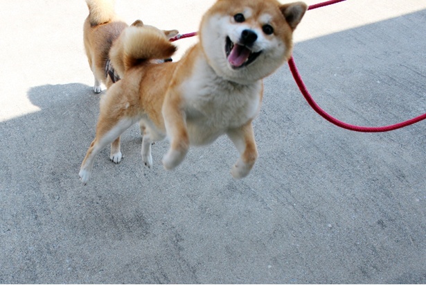 仲良し柴犬親子“たま＆ミケ”