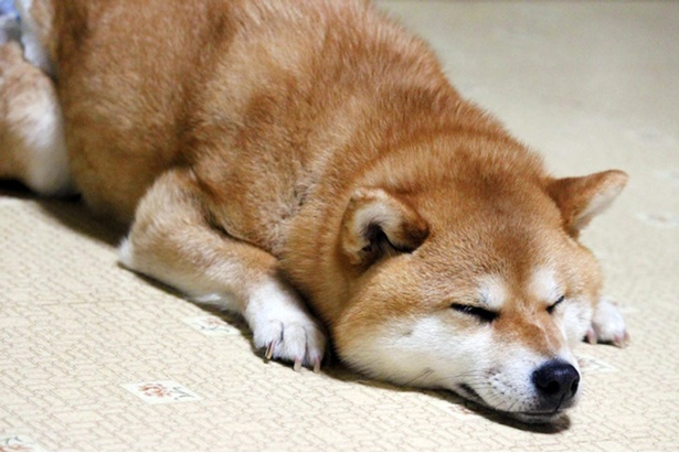 仲良し柴犬親子“たま＆ミケ”