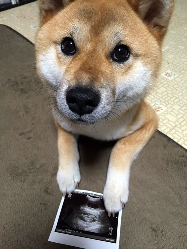  仲良し柴犬親子“たま＆ミケ”