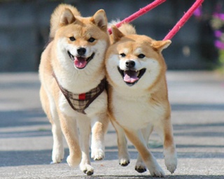 【写真特集】大人気!!柴犬親子“たま＆ミケ”の愛らしい仲良しショット全40枚