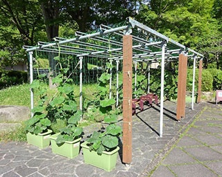 国営飛鳥歴史公園で飛鳥の夏のひょうたん展が開催
