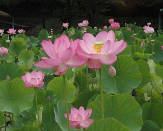 大輪の蓮が美しい！花はすまつり開催