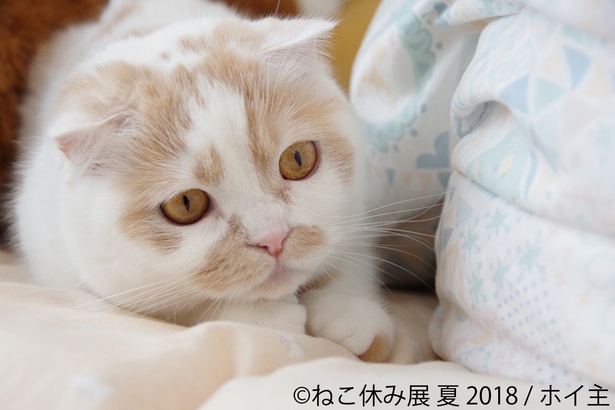 「ねこ休み展 夏 2018」