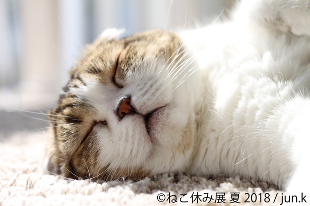 「ねこ休み展 夏 2018」