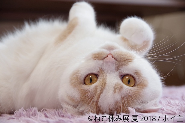 「ねこ休み展 夏 2018」