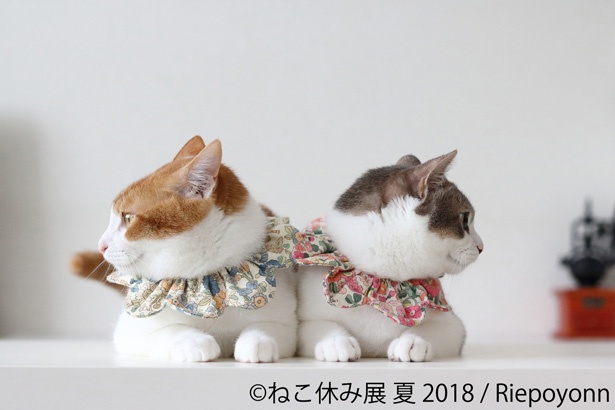夏の猫を見て涼もう！