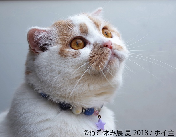 「ねこ休み展 夏 2018」