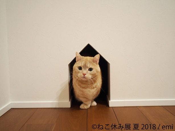 「ねこ休み展 夏 2018」