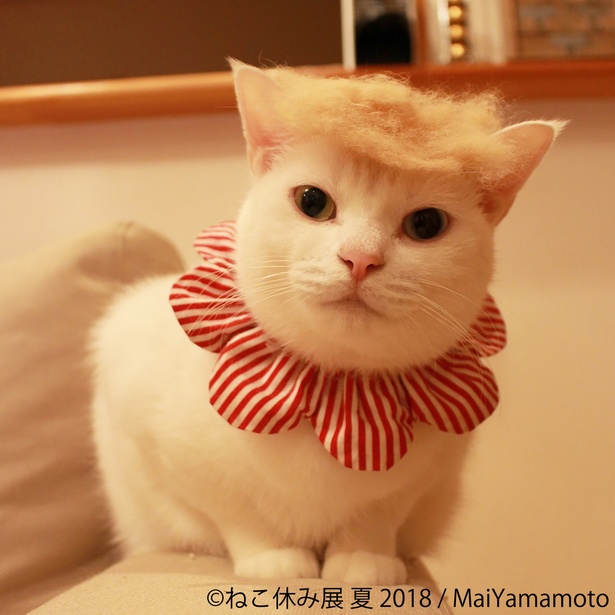 「ねこ休み展 夏 2018」