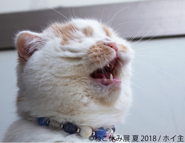 「ねこ休み展 夏 2018」