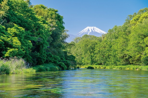 国の天然記念物である柿田川。公園内の第1、第2展望台からは美しい景色と森林浴が楽しめる