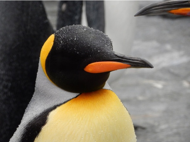 旭山動物園/雨をはじくキングペンギンの体