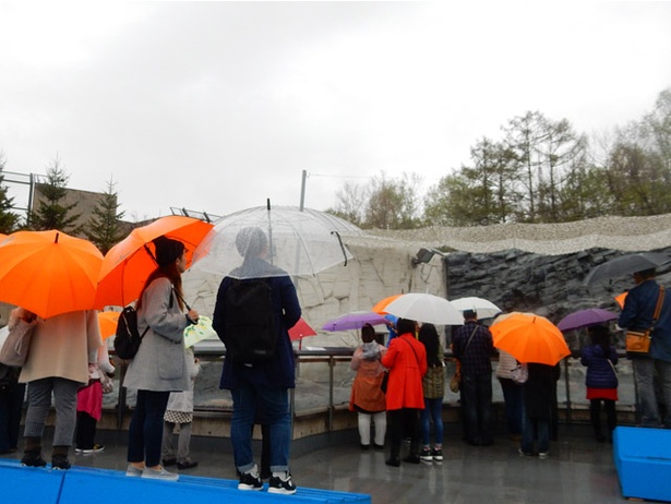 旭山動物園/雨の日のぺんぎん館・もぐもぐタイムのようす