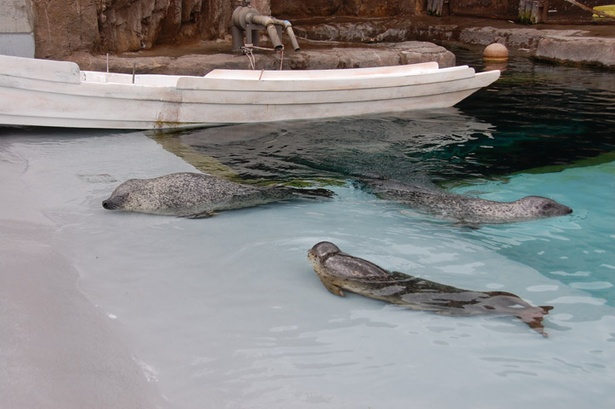 旭山動物園/「あざらし館」の屋外プールでくつろぐアザラシたち