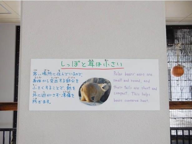 旭山動物園/「ほっきょくぐま館」にある手書きパネル