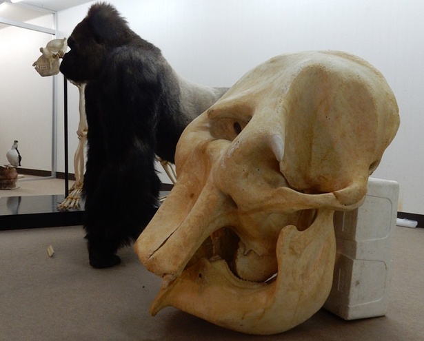 旭山動物園/動物資料展示館にあるアジアゾウの骨格見本と、ローランドゴリラのはく製