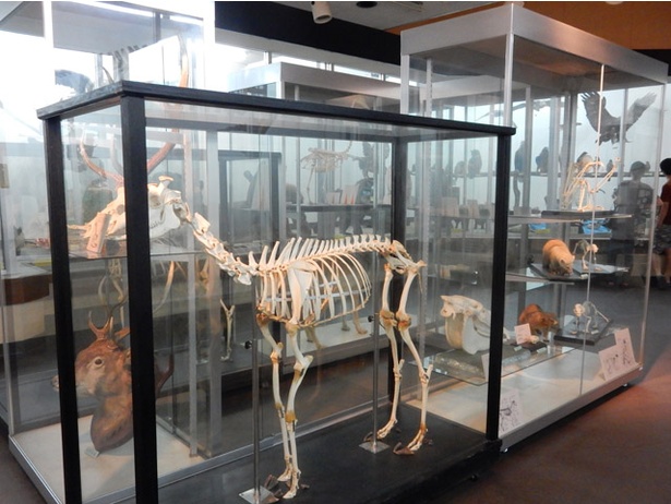 旭山動物園/動物資料展示館にはさまざまな骨格標本が並ぶ
