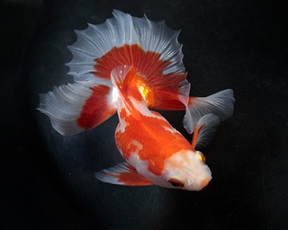 金魚の即売会や金魚すくいが楽しめる！アクアマリンふくしまで夏休みイベント