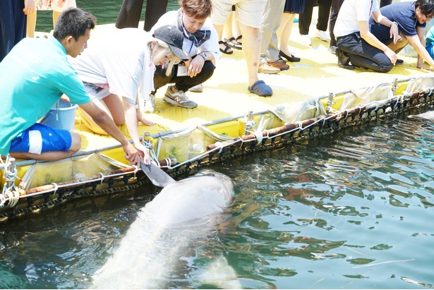 飼育スタッフの案内のもとイルカのヒレにタッチする参加者/日間賀島ドルフィンビーチ