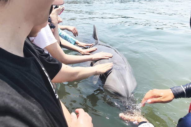 【写真を見る】参加者はこの距離感でイルカに触れられる！ /日間賀島ドルフィンビーチ
