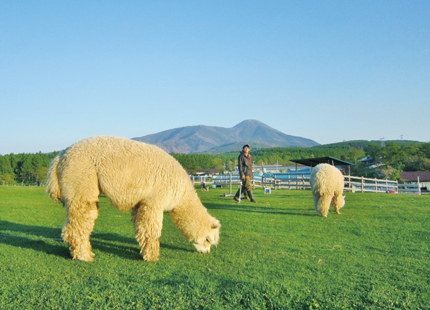 広大な牧草地でのんびり過ごす動物たち