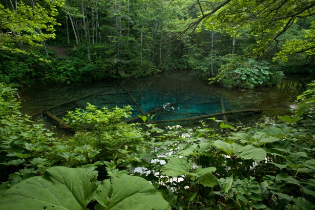 雄々しい緑に囲まれた神の子池