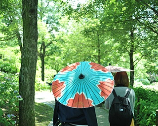 多様で色鮮やかなアジサイ！香川県の国営讃岐まんのう公園「あじさいまつり」