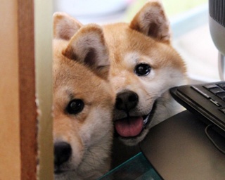 世界中が注目！仲良し柴犬親子“たま＆ミケ”の魅力と秘密を特別公開!!