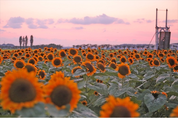 東京からほんの1時間 夏の風物詩 ひまわり を見に行こう ウォーカープラス