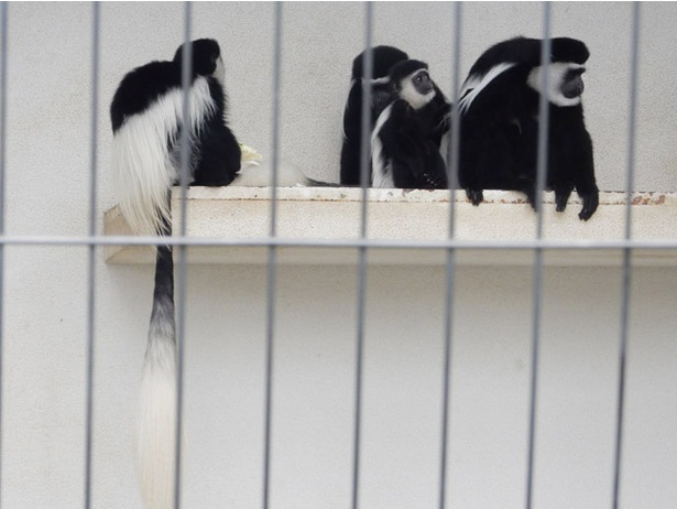 実は壁がない？ 旭山動物園でルームシェア生活を送る2種のサル ...