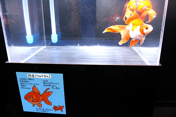 画像11 17 金魚ソーダ 金魚ソフトも登場 京都水族館 Wow 金魚あそび で金魚の不思議な魅力を体感 ウォーカープラス