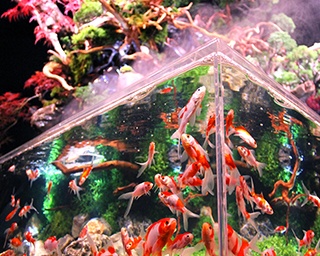 金魚ソーダ、金魚ソフトも登場！ 京都水族館「WOW！金魚あそび」で金魚の不思議な魅力を体感