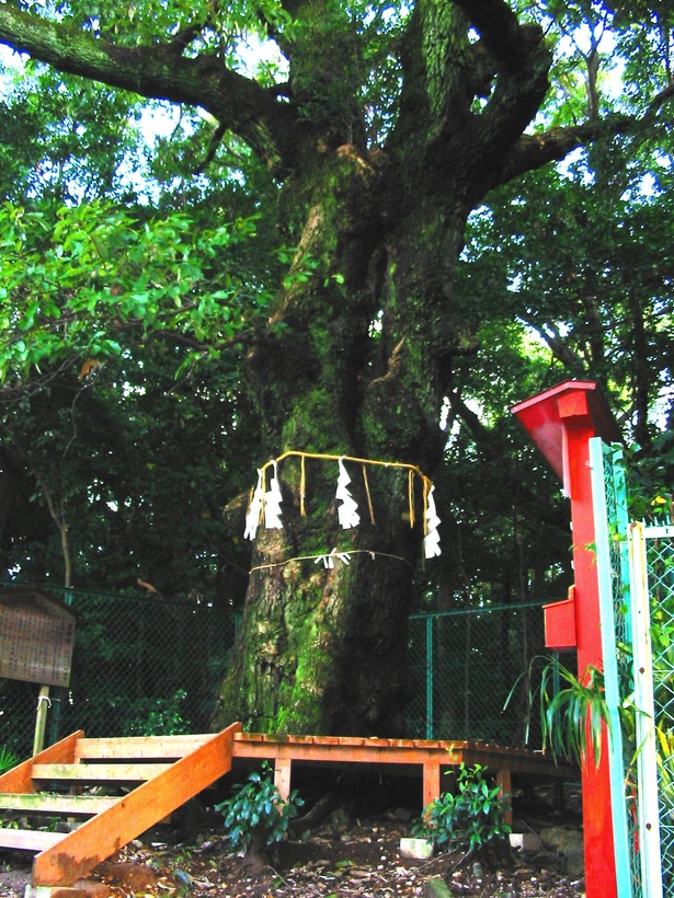 空に伸びていく連理木(れんりぼく)。自然の力を感じる樹高15メートルを超える大木