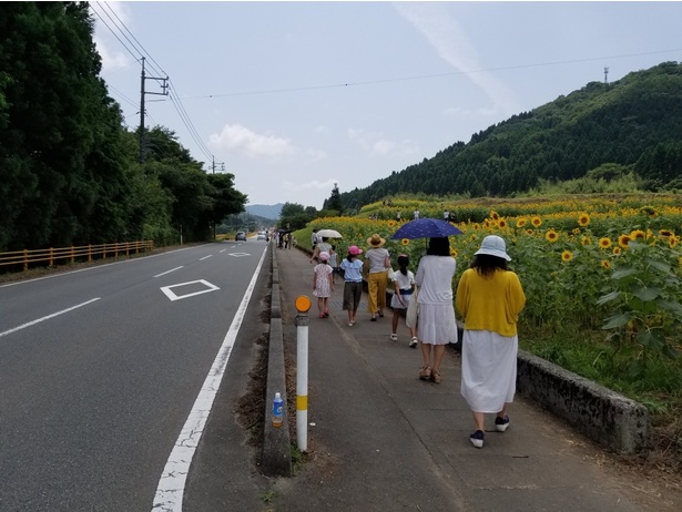 ひまわり 畑 山口