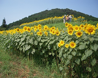 山麓に一面に広がるヒマワリ畑！山口県萩市「むつみひまわりロードフェスタ」