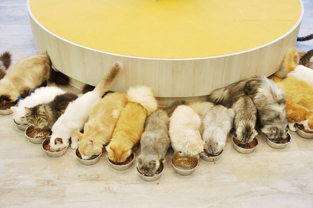 みんなで整列して食べる姿は必見/猫カフェMOCHA 京都河原町店