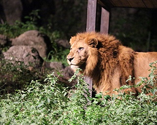 活発に動く夜行性動物を観察！愛媛県立とべ動物園で「夜の動物園2018」が今年も開催