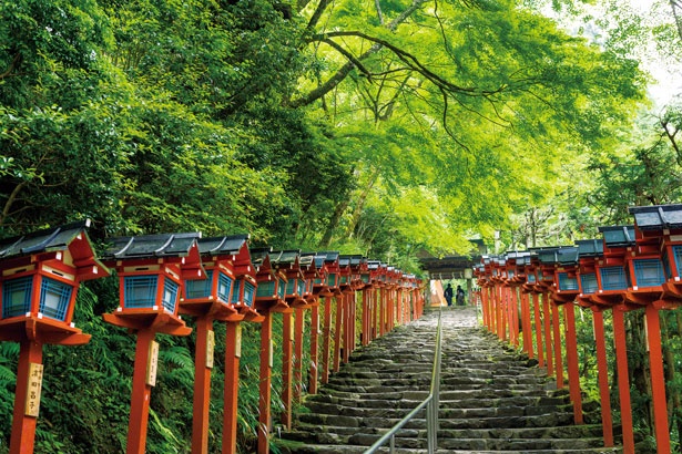 本宮へと続く石段は天然のサンシェードにおおわれた快適な参道/貴船神社
