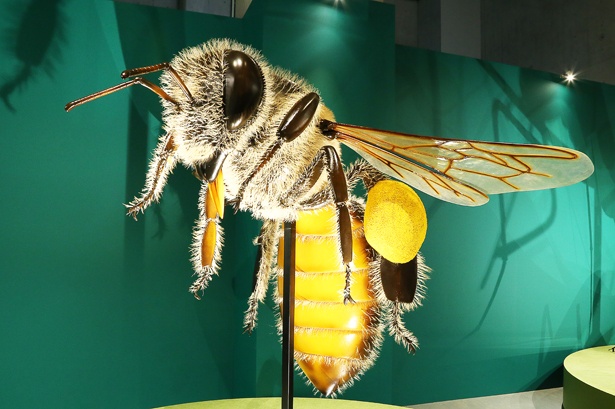 入場してすぐの“昆虫とは”に展示される巨大な昆虫の模型がお出迎え。細部のディテールにまでこだわり抜かれた造形が目につく