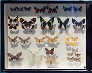 国立科学博物館の特別展「昆虫」がスタート！見逃したくないポイントはここだ