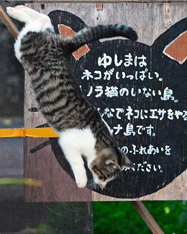  「ゆしまはノラ猫のいない島」。島民に愛される猫を温かく見守って